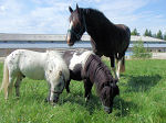 Fr alle Pferderassen - vom Pony bis Shire Horse